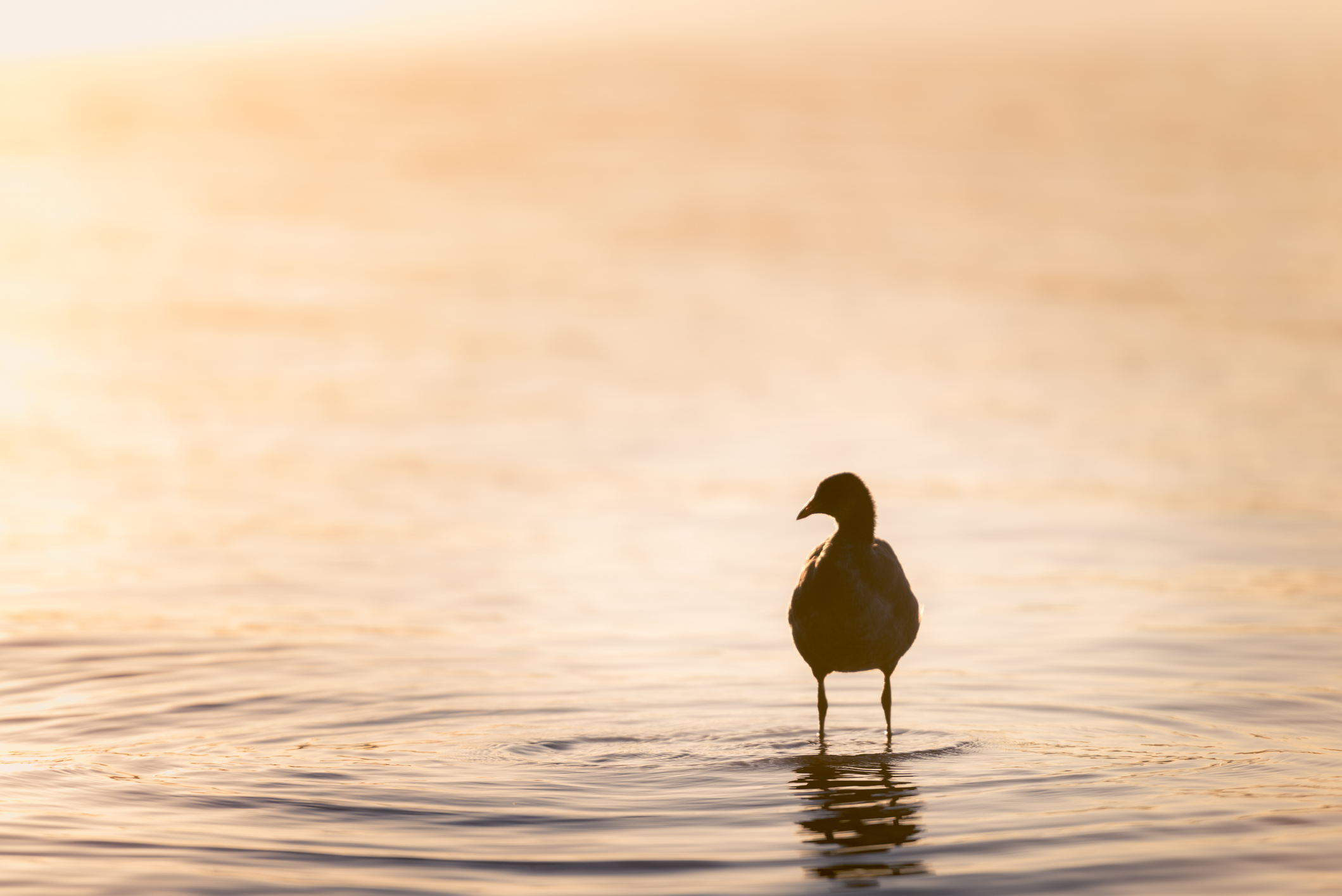 Silhouette of water bird standing in the water in the dreamy morning backlight
